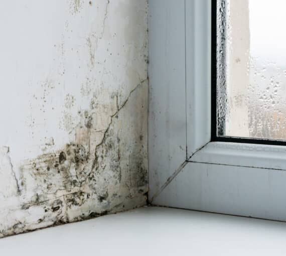Mould is a common household contaminant