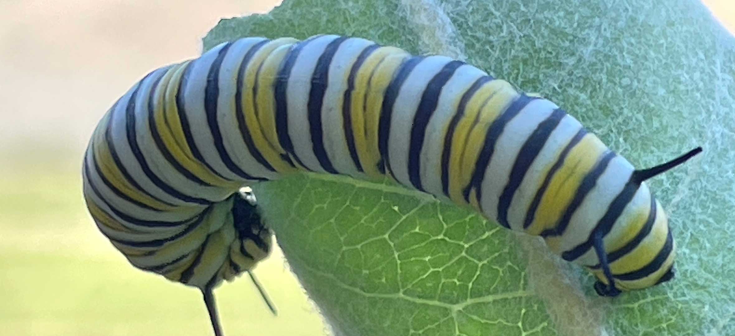 A monarch caterpillar in the Okanagan.