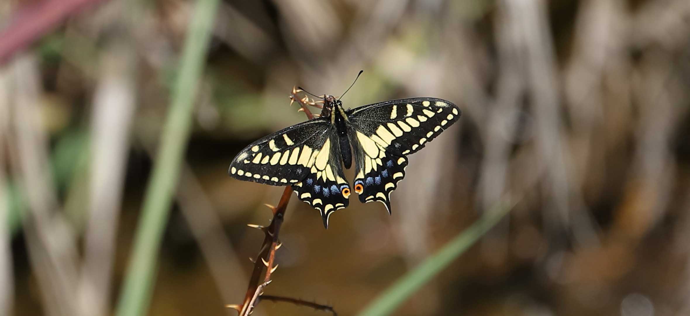 An anise swallowtail in Boundary Bay area in Metro Vancouver.