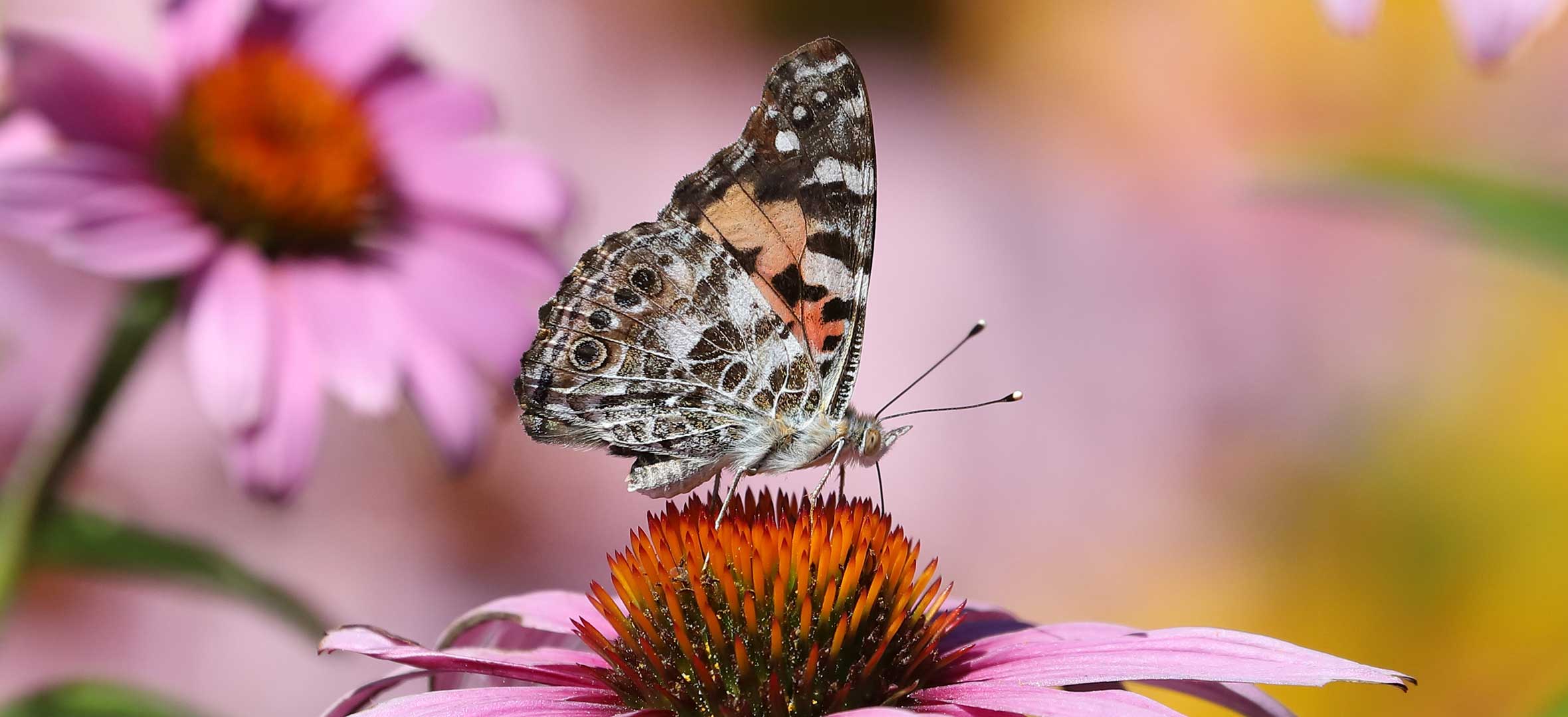 Painted lady on a coneflower
