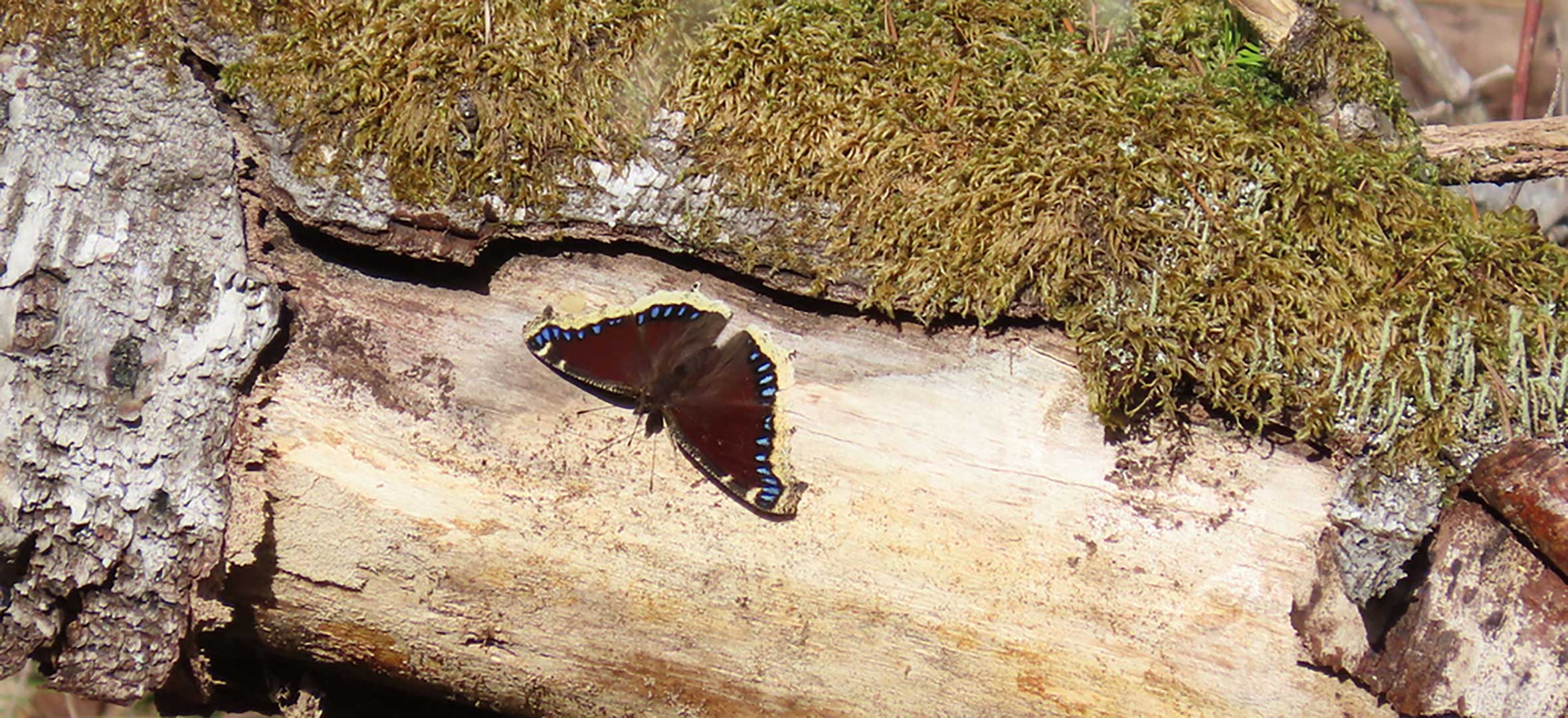 A photo of the mourning cloak
