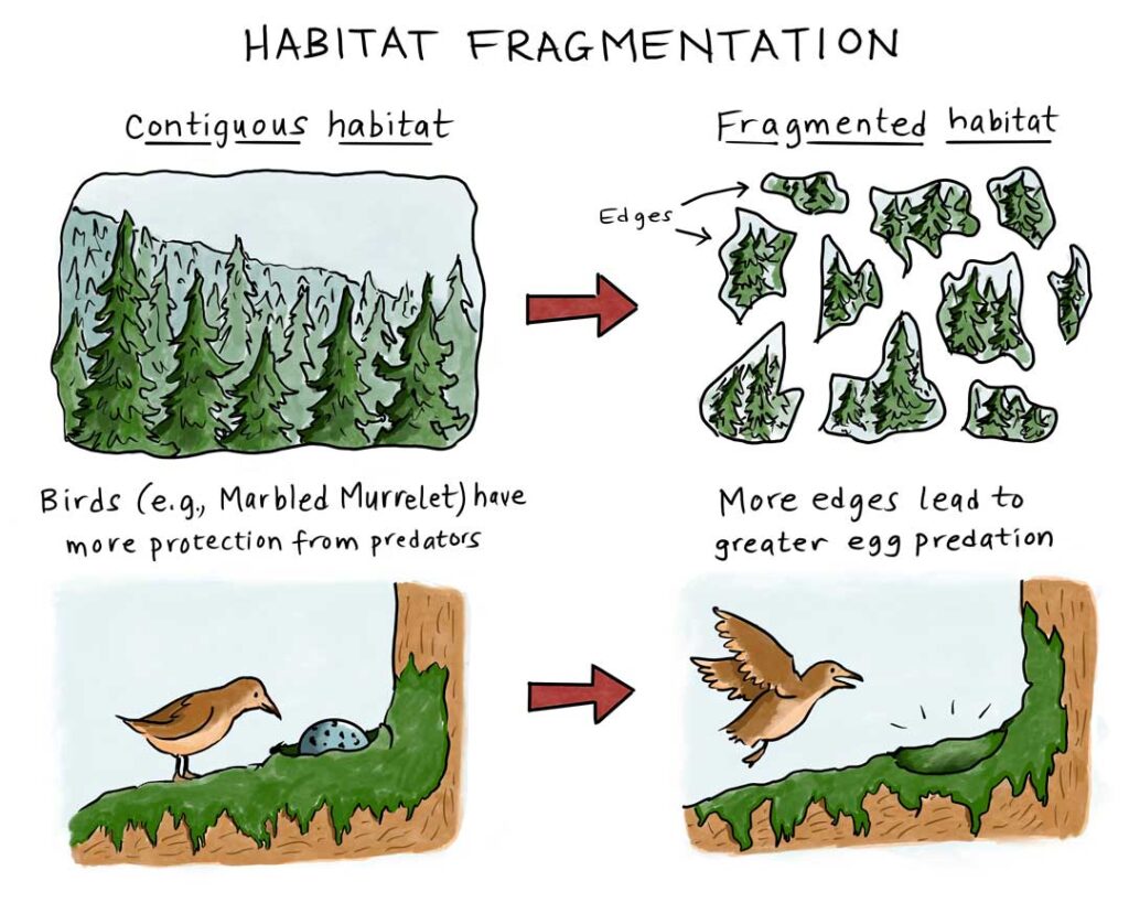 Where cutblocks and logging roads have fragmented forests, research has shown that egg predation has increased, and bird species, such as marbled murrelet, have declined. Credit: Courtenay Lewis