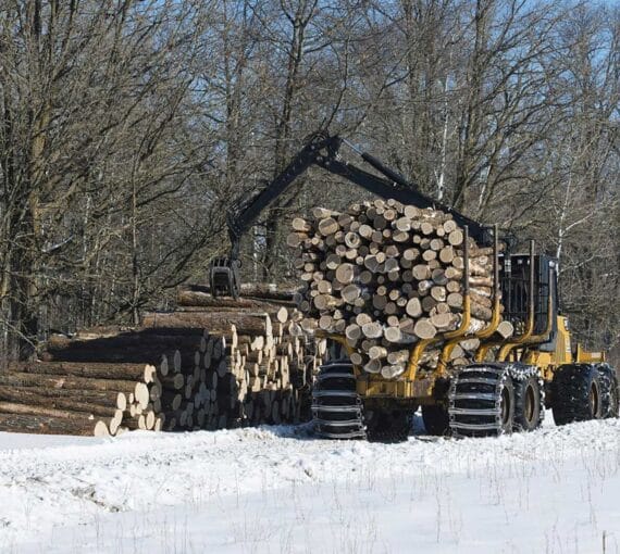 the cumulative impact of industrial logging