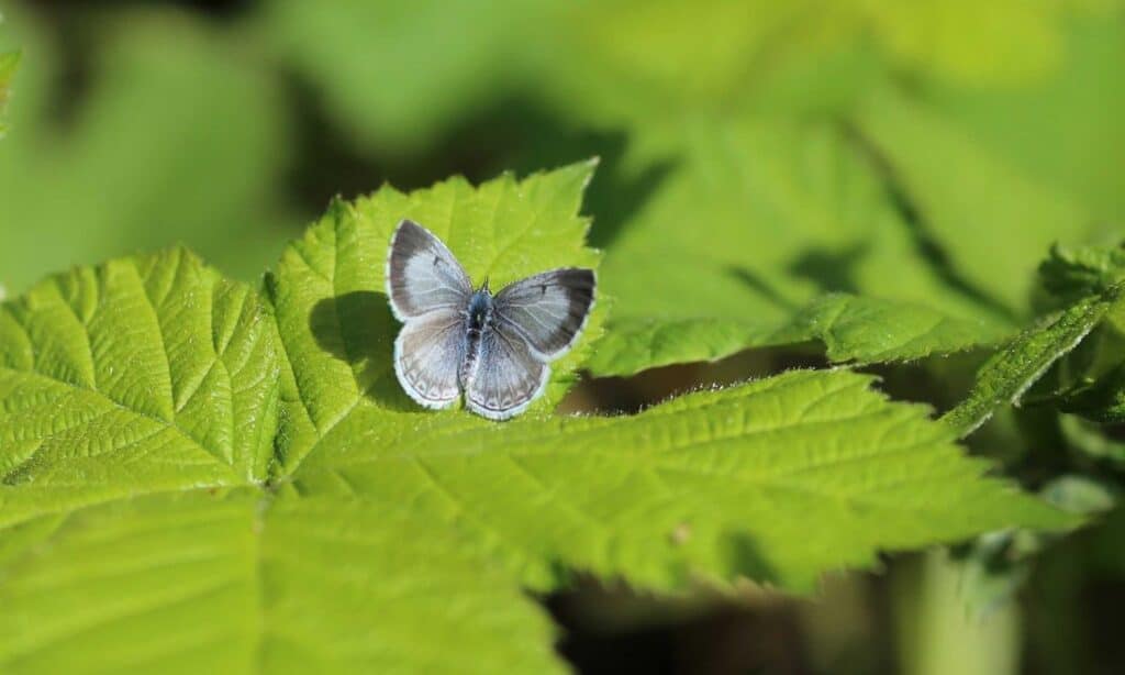 BIMBY: Echo Azure butterfly on Blackberry bush
