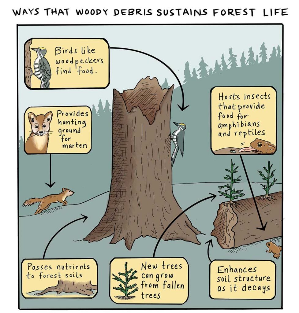 Ways that woody debris sustains forest life