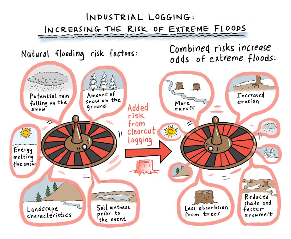 Industrial Logging: Increasing the risk of extreme floods