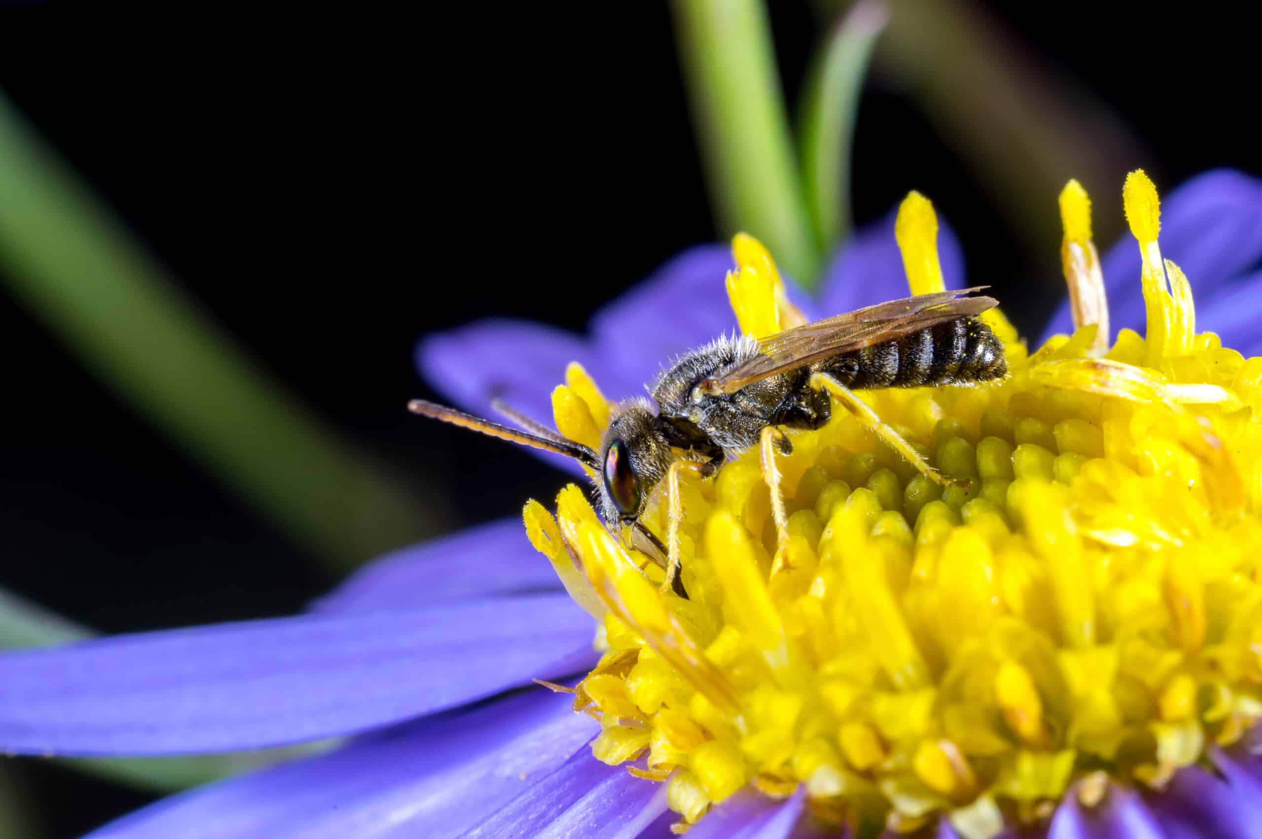 特撮 HoneyBee male-Ligated-Sweat-Bee-
