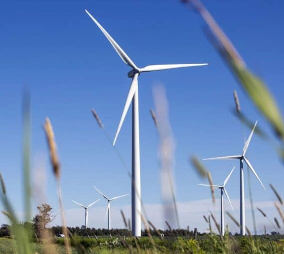 Wind turbine amongst tall grasses with a blue sky