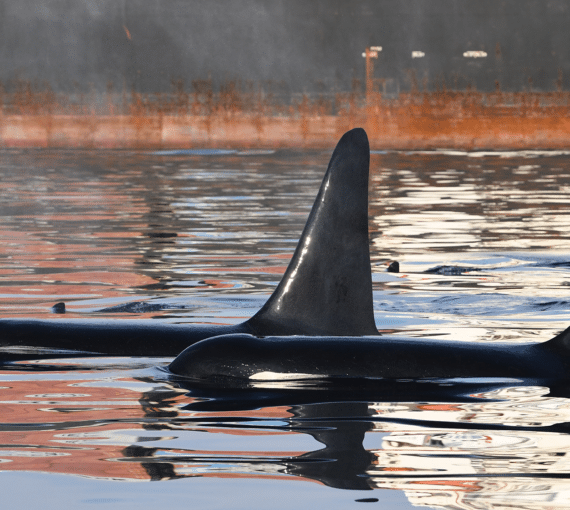 Two Southern Resident orcas swim beside a ship