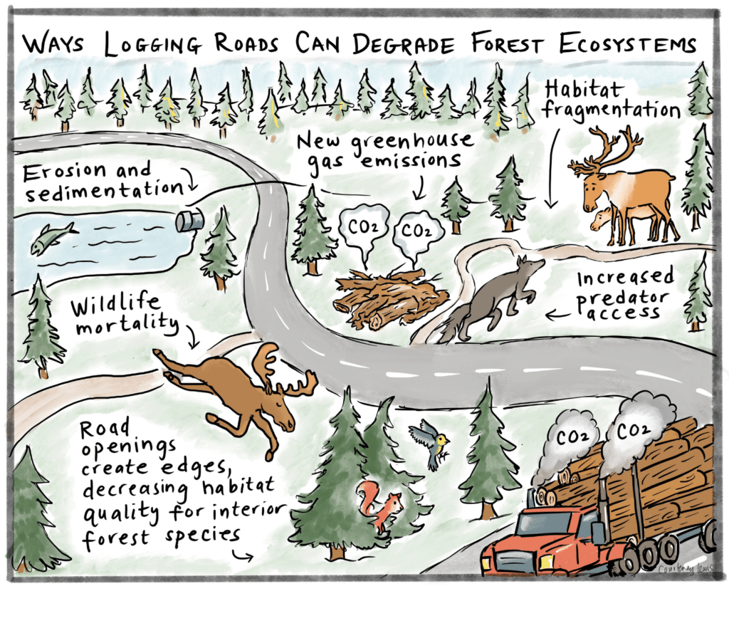 Logging roads degrade forest ecosystems in a variety of ways.