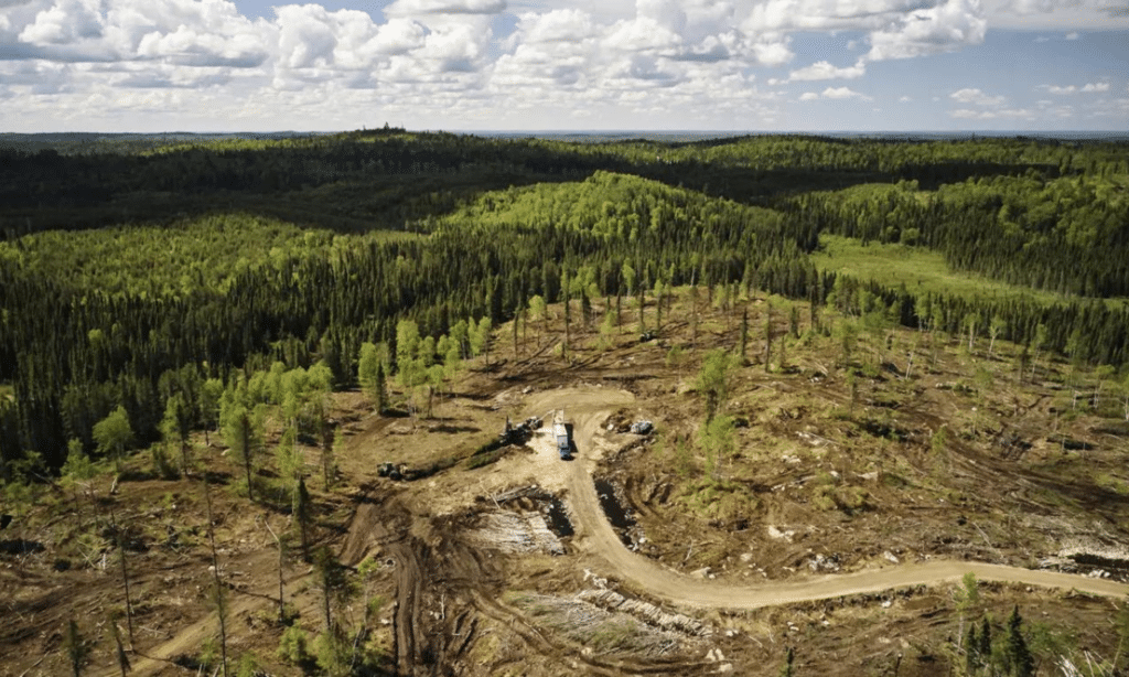 On the wrong track: Logging roads in Canada degrade forest ecosystems.