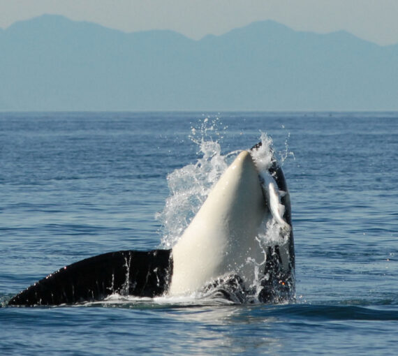 A Southern Resident Orca eats a salmon