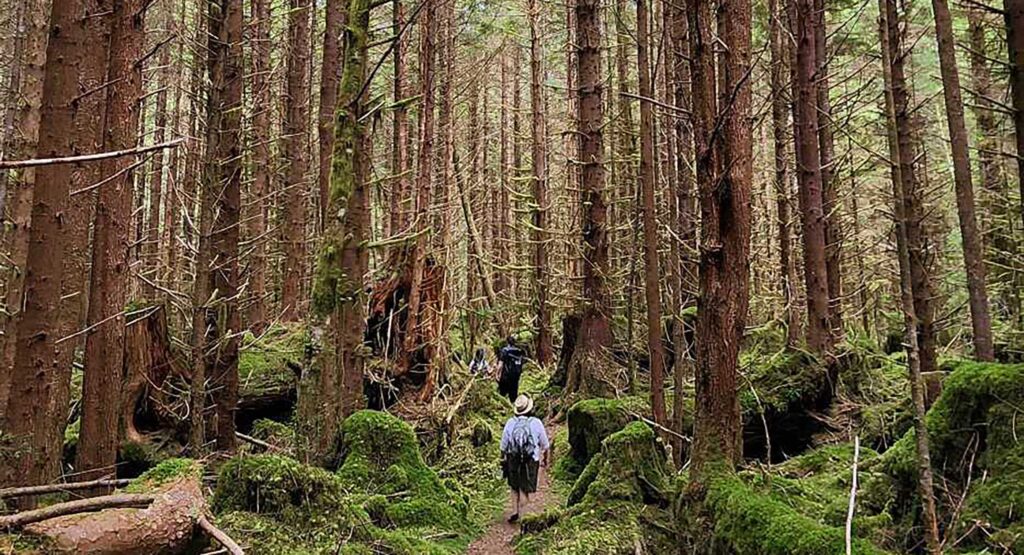 People walking through a forest