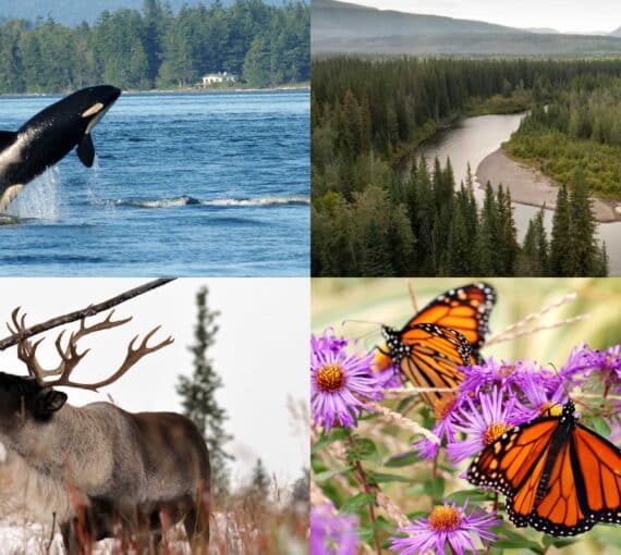 Canada needs to expand and extend investments in nature