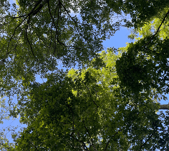 University of Waterloo Healing Forest