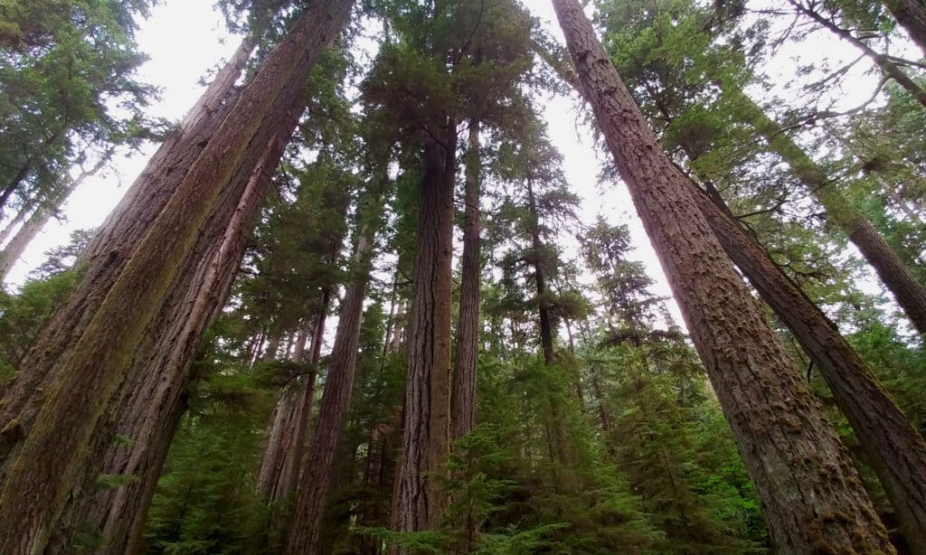 Boreal Forests in Canada