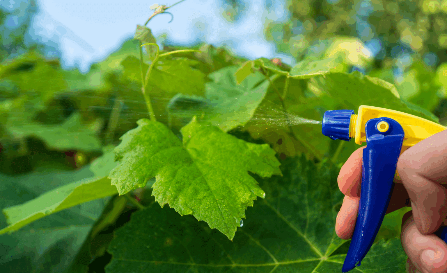 Safe and eco-friendly garden pesticides - David Suzuki Foundation
