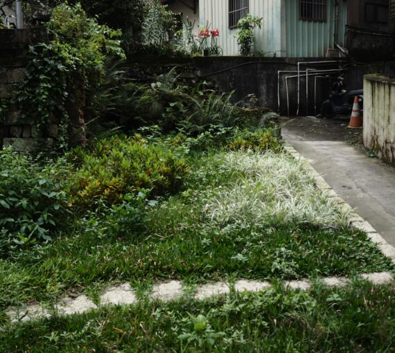pathway-rewild-lawn-tick