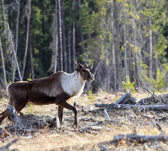 Alberta Caribou