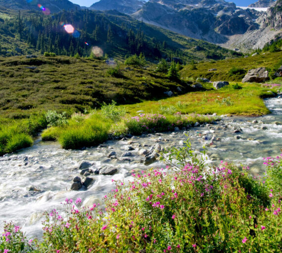 Challenge donors will add in $82,000 extra if enough people come on board by midnight June 30. Act now to power critical climate and biodiversity solutions! 