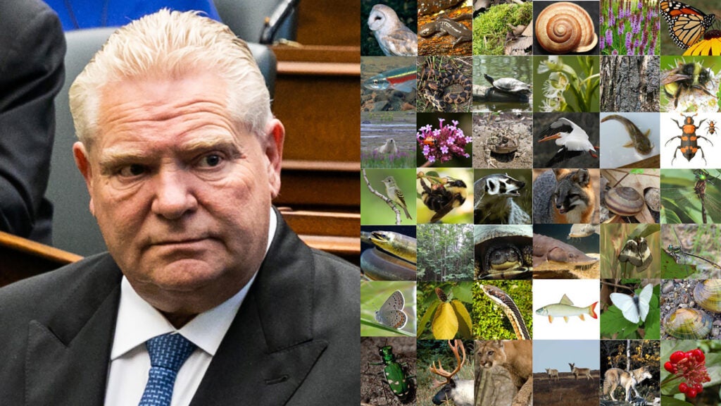 Doug Ford opposite various animals and insects