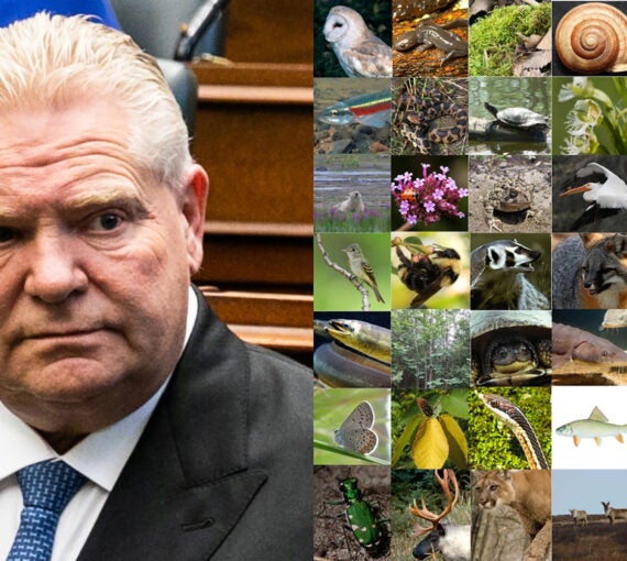 Doug Ford opposite various animals and insects