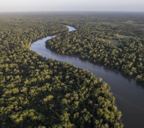 Amazon rainforest and rivers on sunny days. Northeast region of the state of Pará, São Caetano de Odivelas
