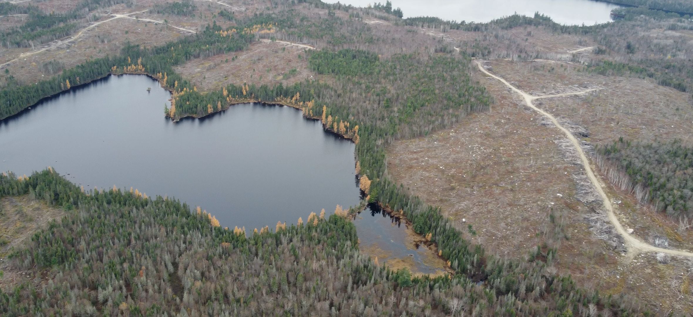 Aerial photo of a logged forest with logging roads