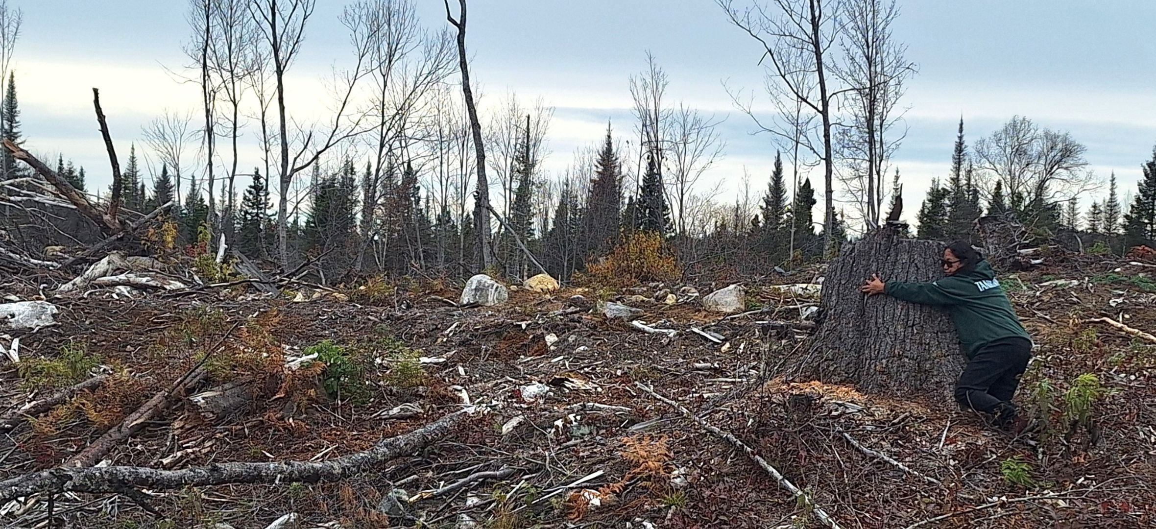 A person hugging a tree stump in an area that has been logged