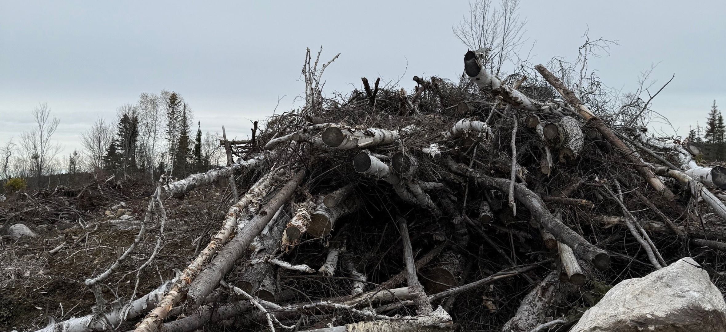 Slash piles left after clearcutting.