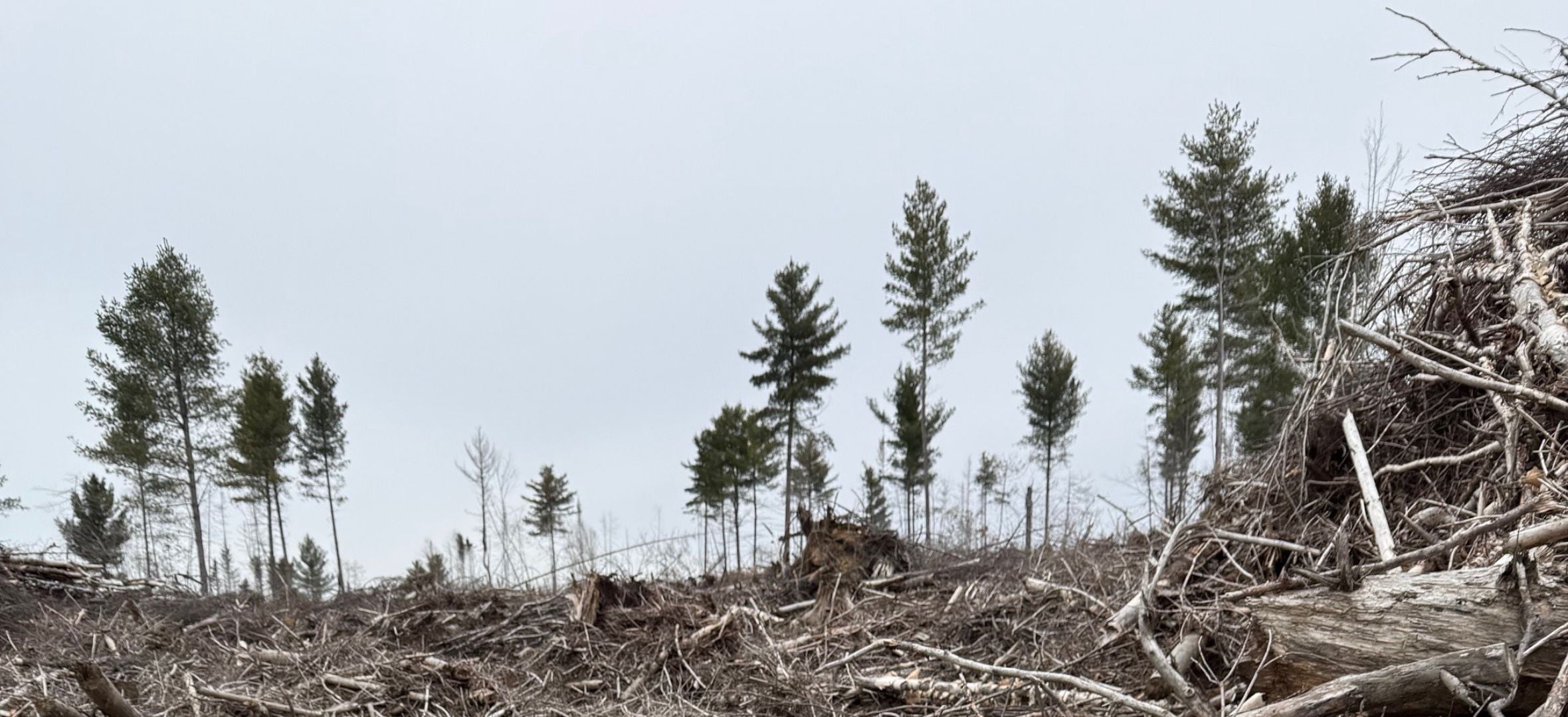 Impacts of clearcutting include loss of habitats for multiple species.