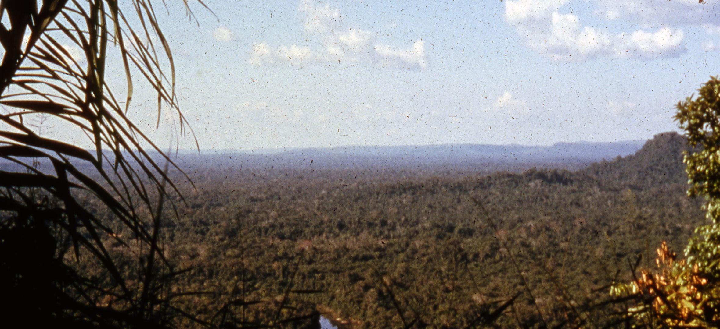 View-of-Amazon-forest View of the Amazon forest