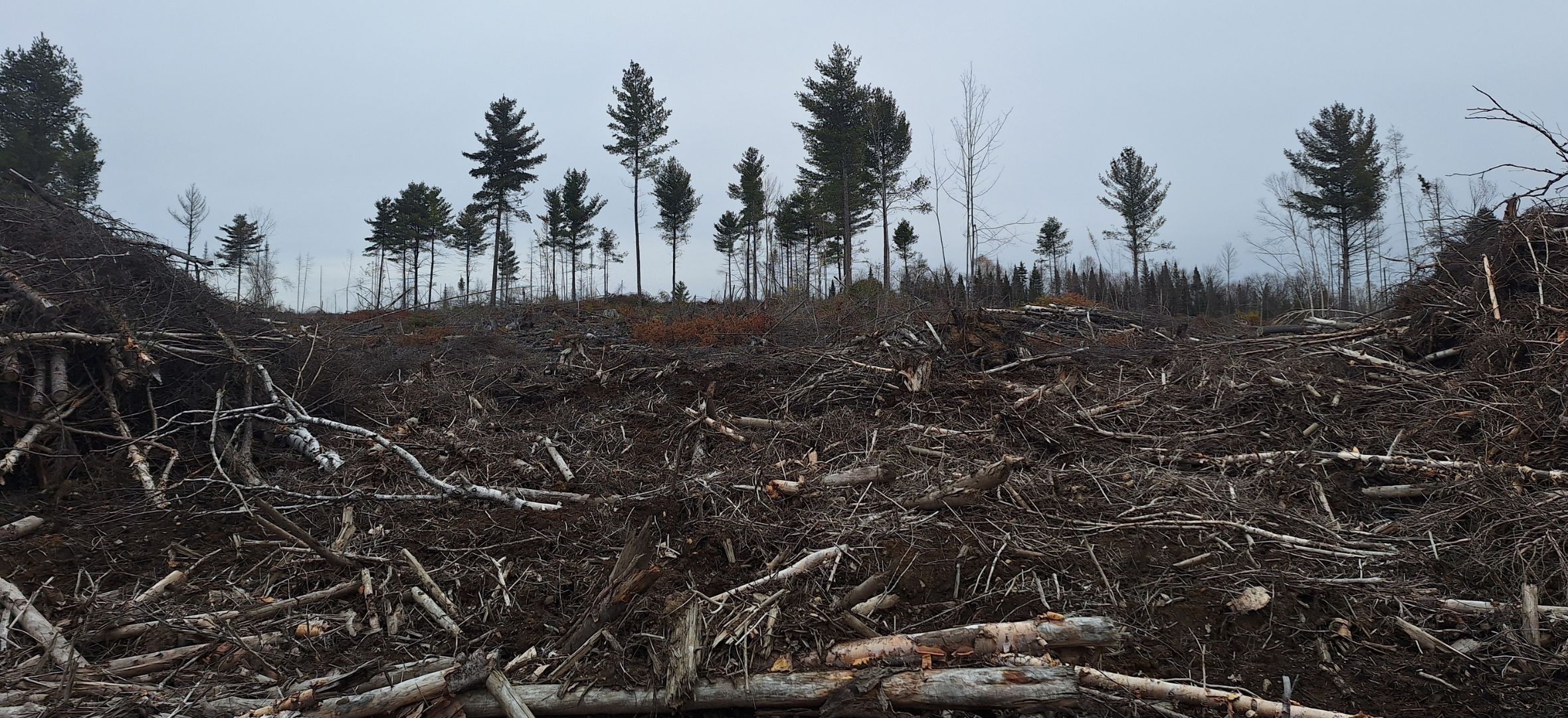 A few trees left standing in logged forest