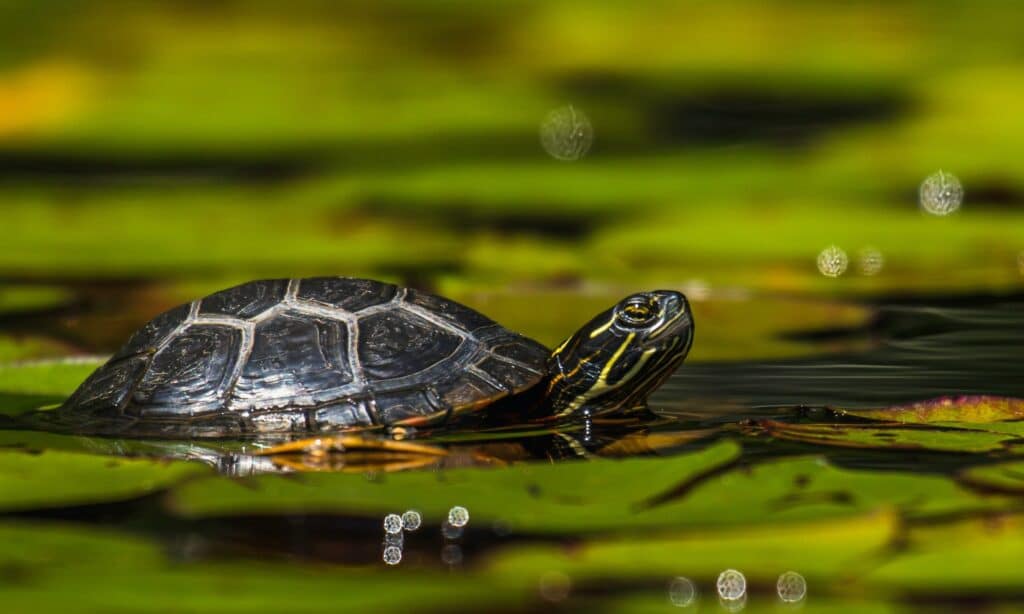 A turtle swimming in a pond