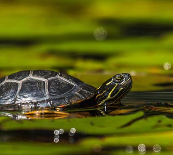 A turtle swimming in a pond