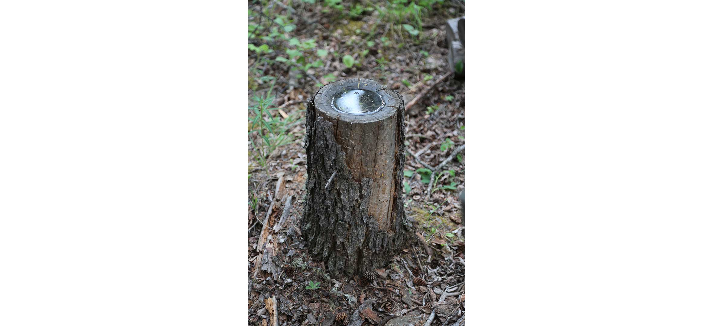 David-McGregor-Tree-Bowl David McGregor Tree Bowl