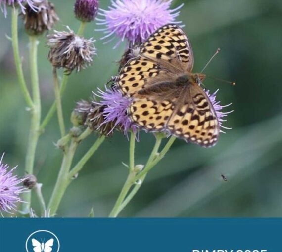 BIMBY 2025 Summary Report