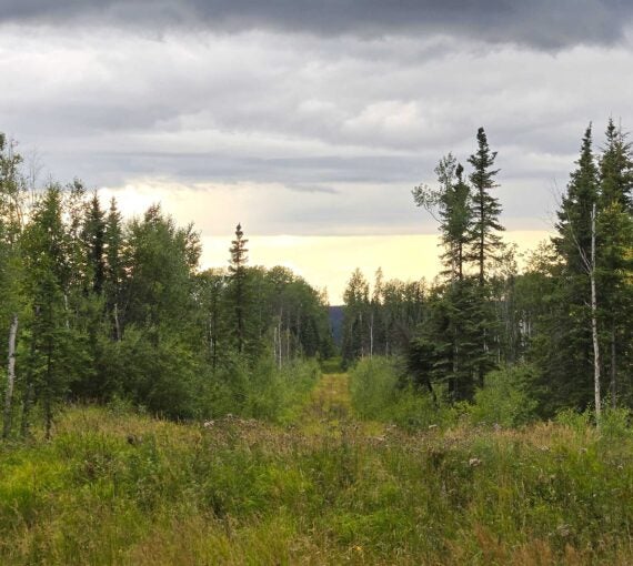 A view along a linear disturbance feature, where trees have been removed from the forest. 