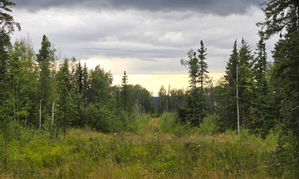 A view along a linear disturbance feature, where trees have been removed from the forest.
