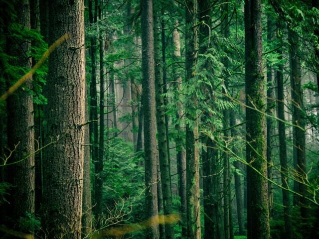Regenerative practices breathe new life into forests - David