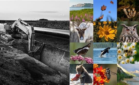 Stop Canada from gutting environmental protections