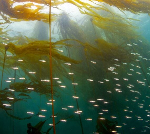 Pacific herring swim among bull kelp off the coast of British Columbia.